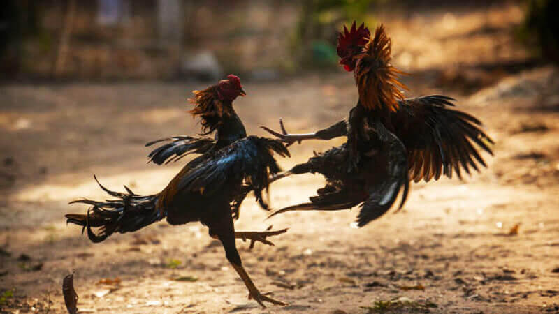 Các cách chơi chọi gà bách chiến bách thắng