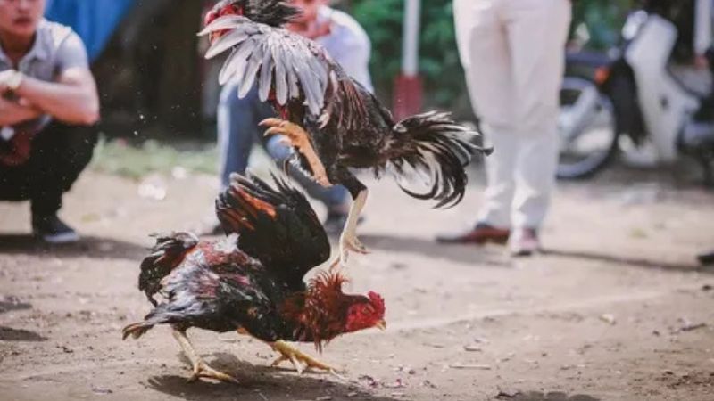 Giới thiệu sơ lược đá gà Thomo