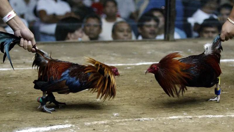 Luật đá gà Thomo dễ nhớ