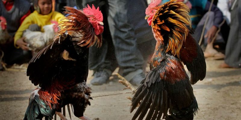 Cách chơi đá gà Thomo