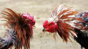 Lợi ích khi hội viên trang bị cách chơi chọi gà